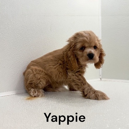 puppy, for, sale, Cocker Spaniel, Joe & Cherri  Overlease, dog, breeder, Miller, MO, dog-breeder, puppy-for-sale, forsale, nearby, find, puppyfind, locator, puppylocator, aca